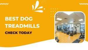 Best Dog Treadmills