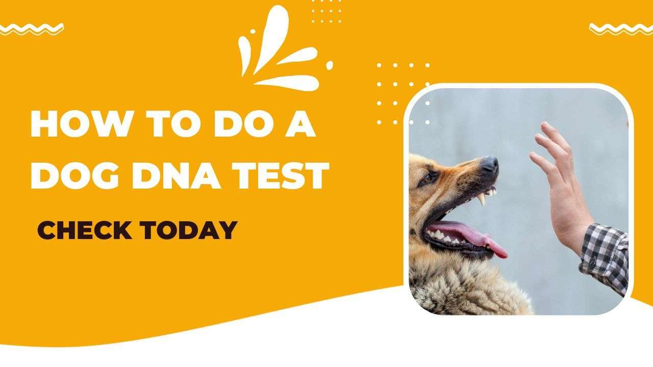 How To Do a Dog Dna Test