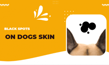 Black Spots on Dogs Skin