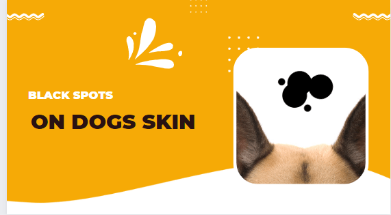 Black Spots on Dogs Skin