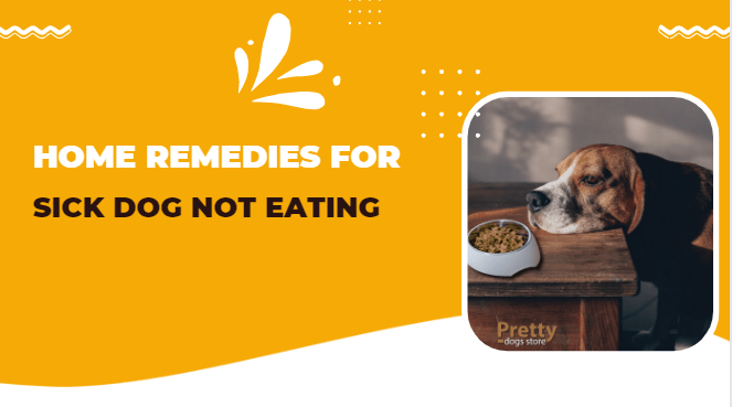 Home Remedies For Sick Dog Not Eating
