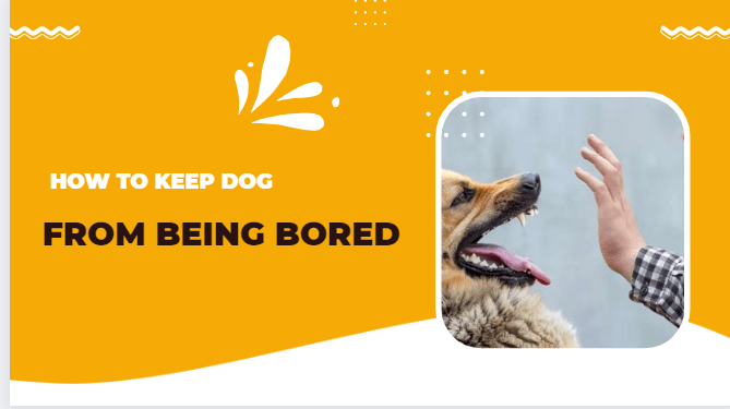 How To Keep Dog From Being Bored