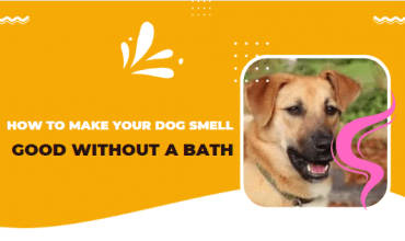How To Make Your Dog Smell Good Without A Bath