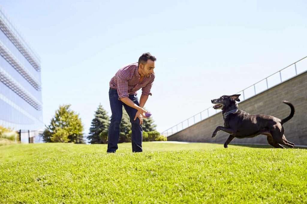 4 Easy Step To Teach a Dog To Fetch(Master Guide)