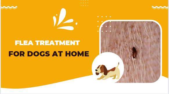 Flea Treatment For Dogs At Home