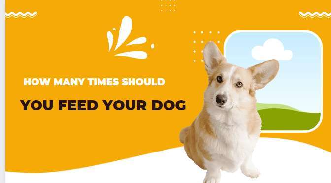 How Many Times Should You Feed Your Dog