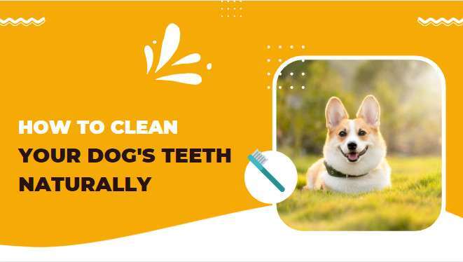 How to clean your dog's teeth naturally