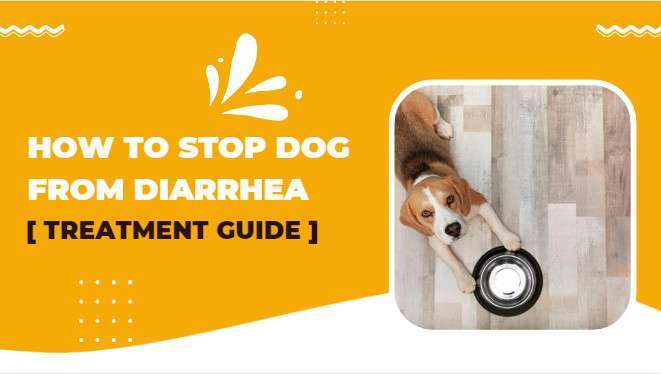 How To Stop Dog From Diarrhea