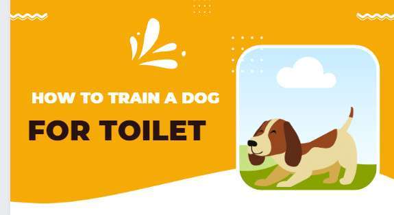 How To Train a Dog For Toilet