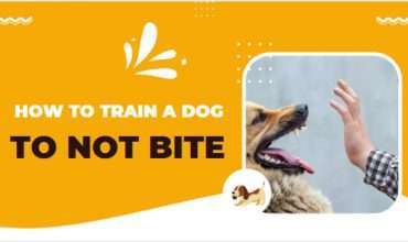 How to train a dog not to bite