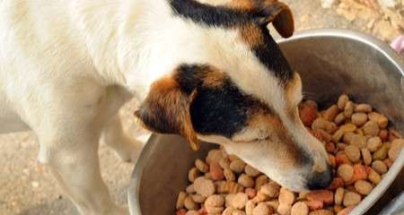 How to freeze-dried dog food(Proper guidance)