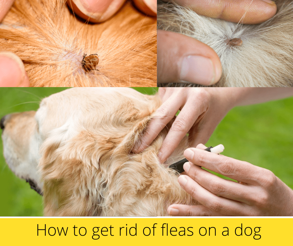How to get rid of fleas on a dog