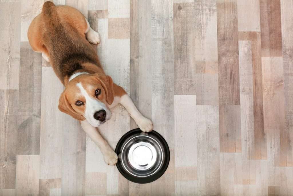 How to stop dog diarrhea(Treatment guide)3