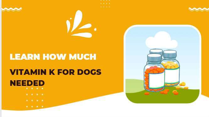 Vitamin K For Dogs