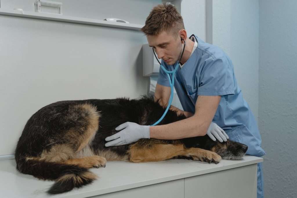 visit dog vaccinations