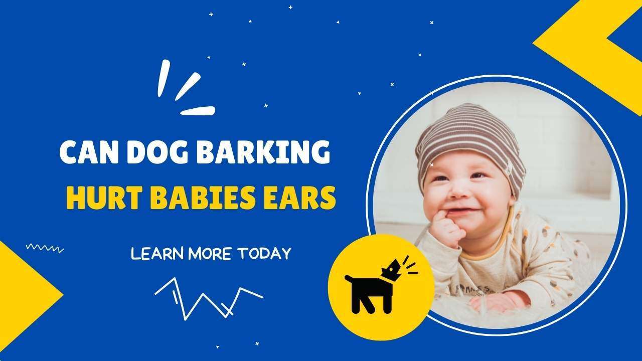 Can Dog Barking Hurt Babies Ears