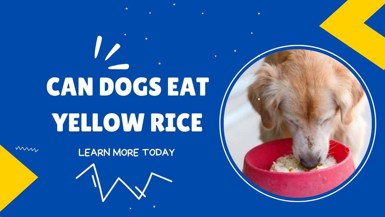 Can Dogs Eat Yellow Rice