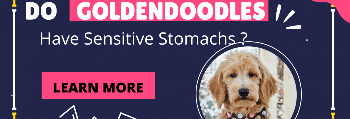 Do Goldendoodles Have Sensitive Stomachs