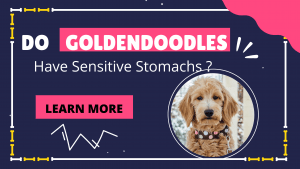 Do Goldendoodles Have Sensitive Stomachs