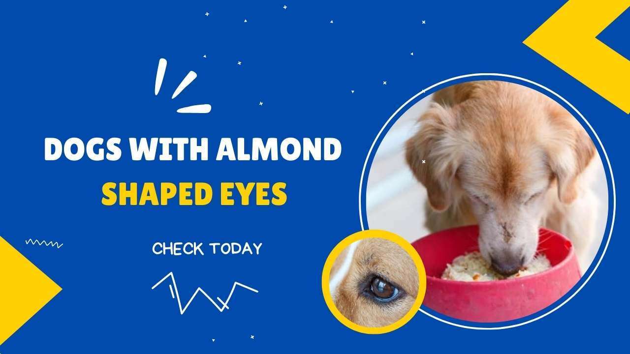 Dogs with Almond Shaped Eyes