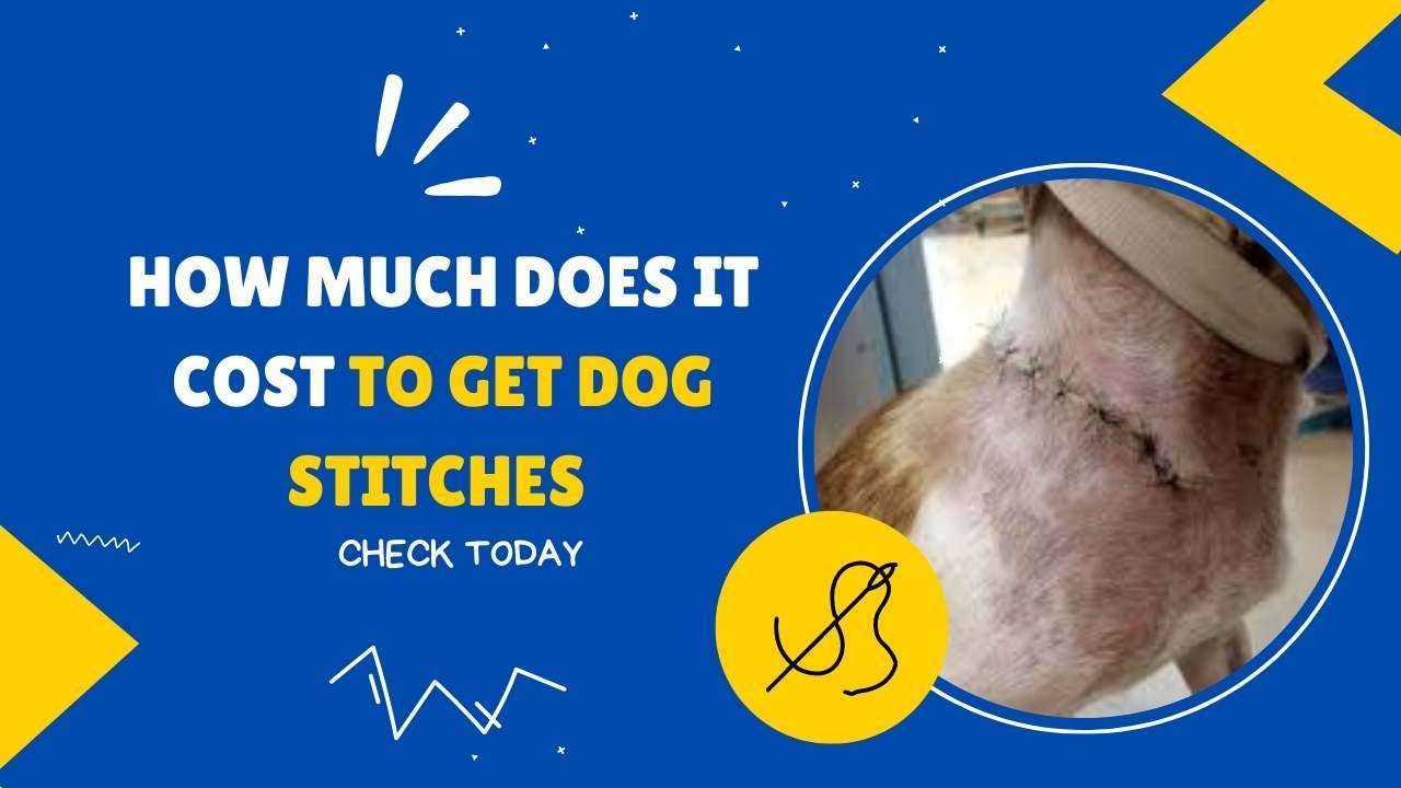 How Much Does it Cost to Get Dog Stitches