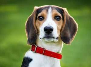 Beagle eyes