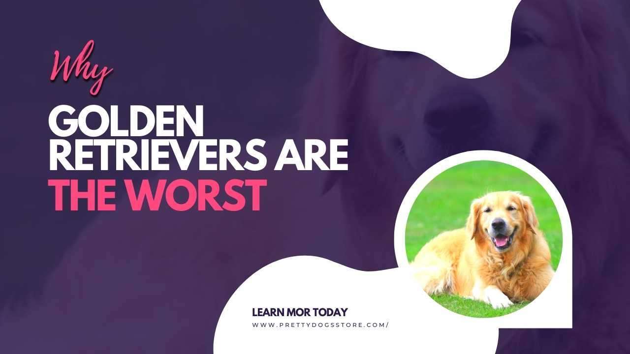 Why Golden Retrievers are the Worst