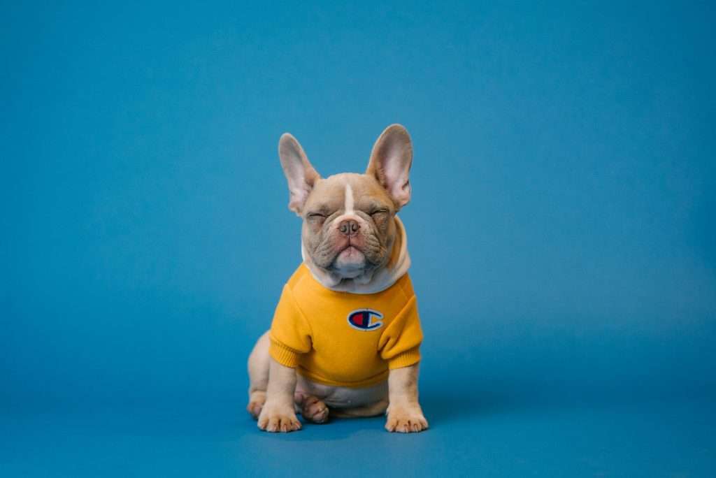 French Bull Dog wearing yellow hoodie