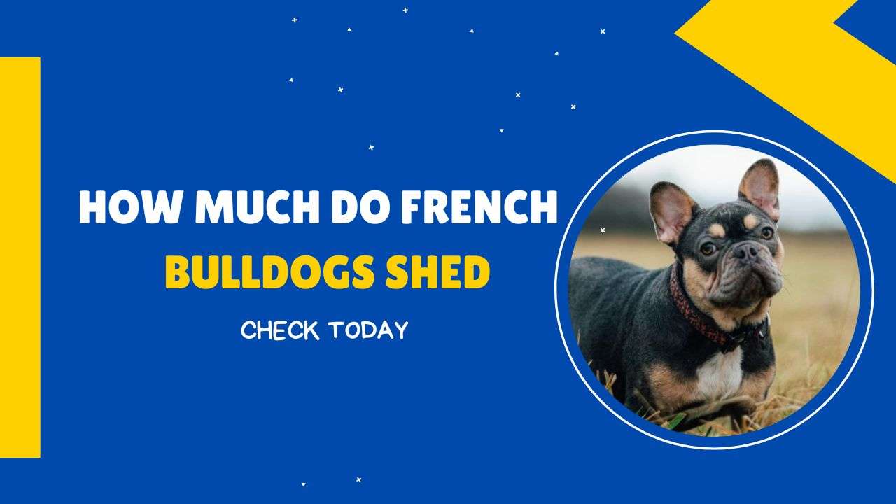 How Much do French Bulldogs Shed