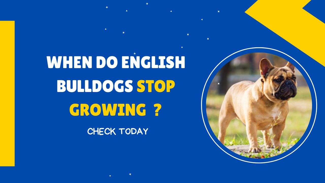 When Do English Bulldogs Stop Growing